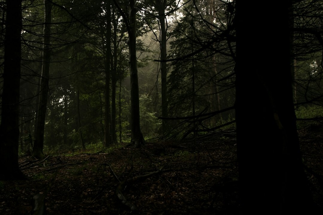 silhouette in dark forest
